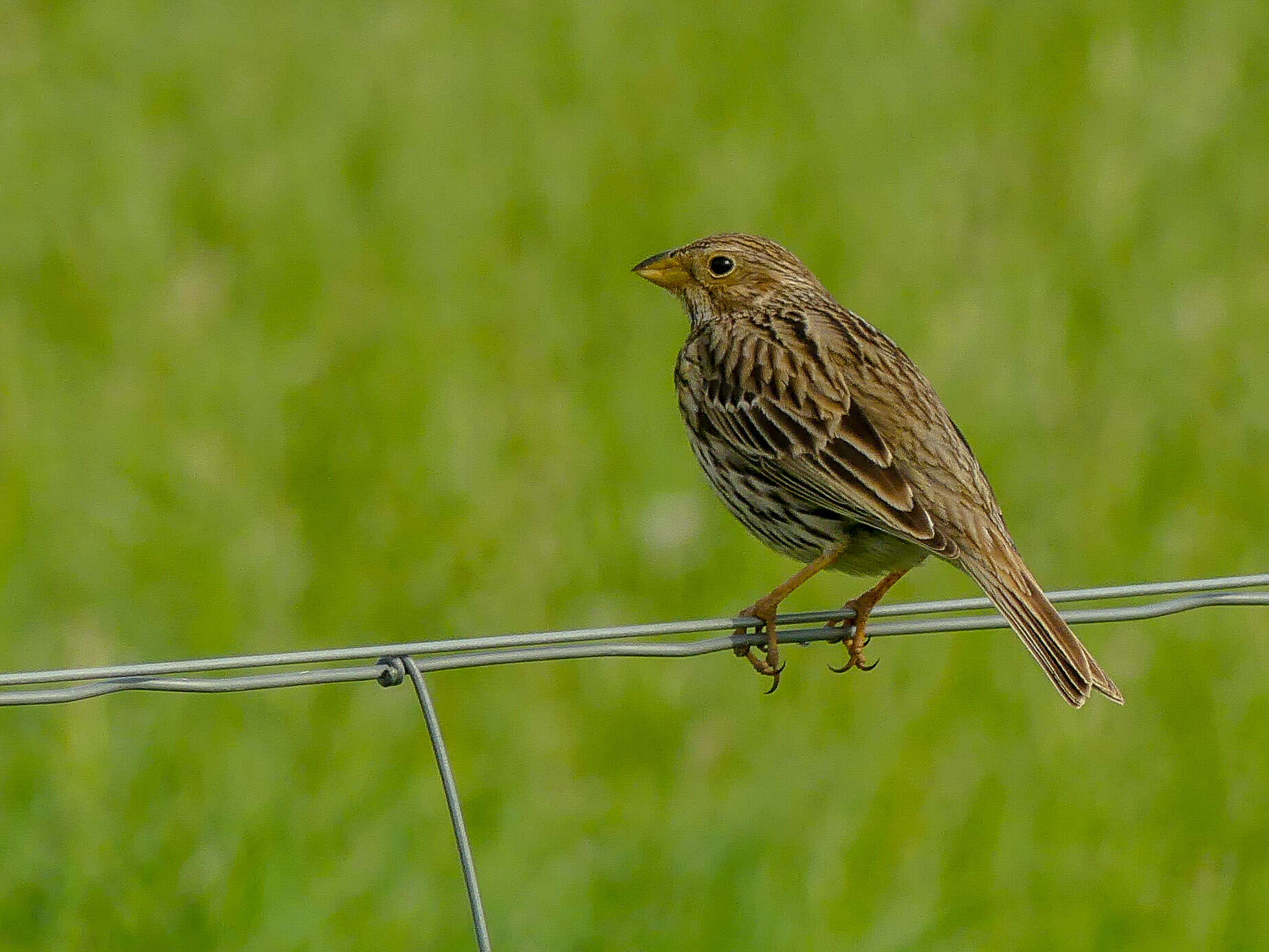 Image of Corn Bunting