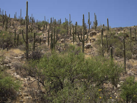 Image of saguaro