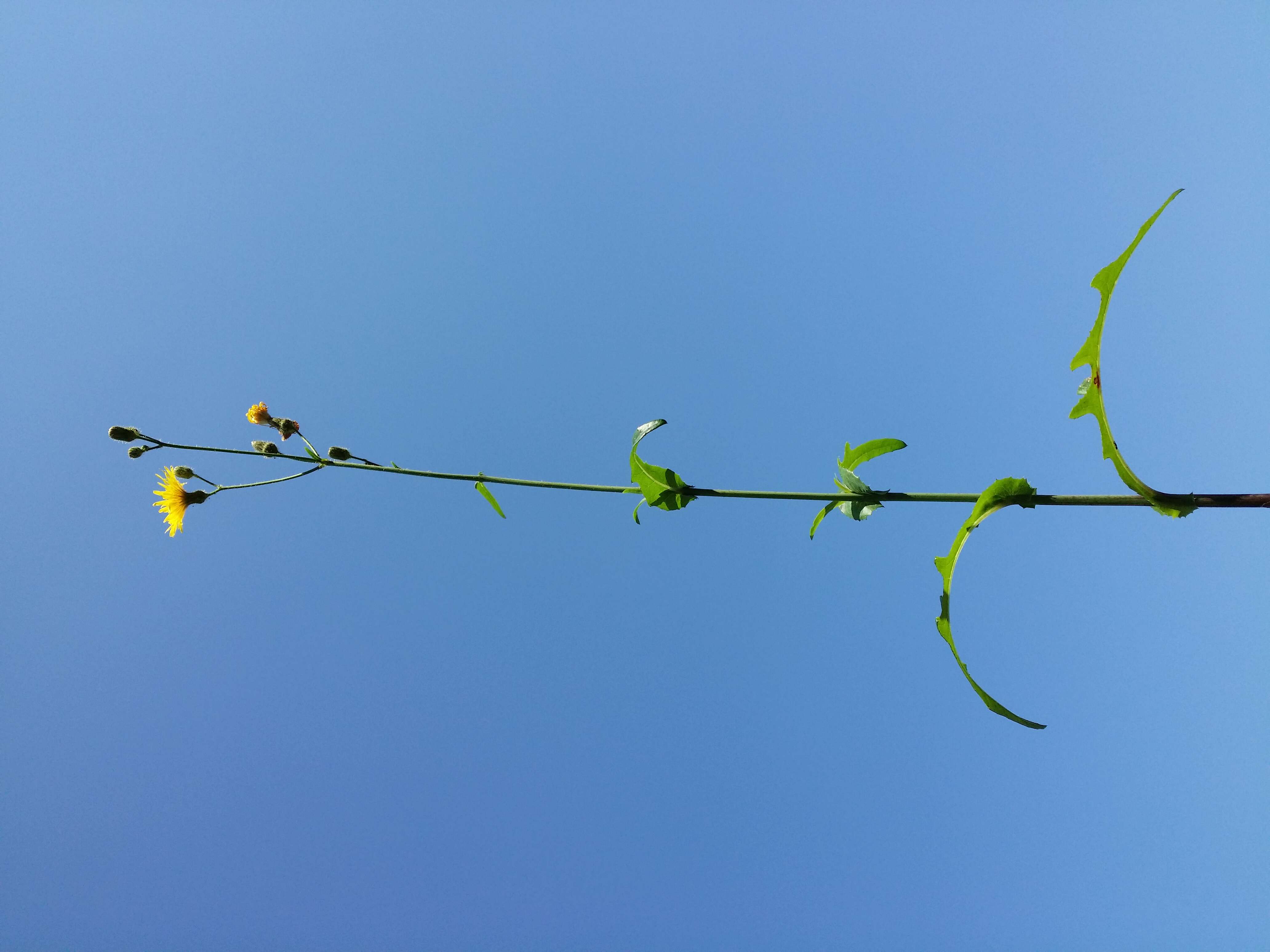 Plancia ëd Sonchus arvensis L.