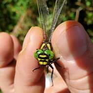 Image of Tiger Spiketail