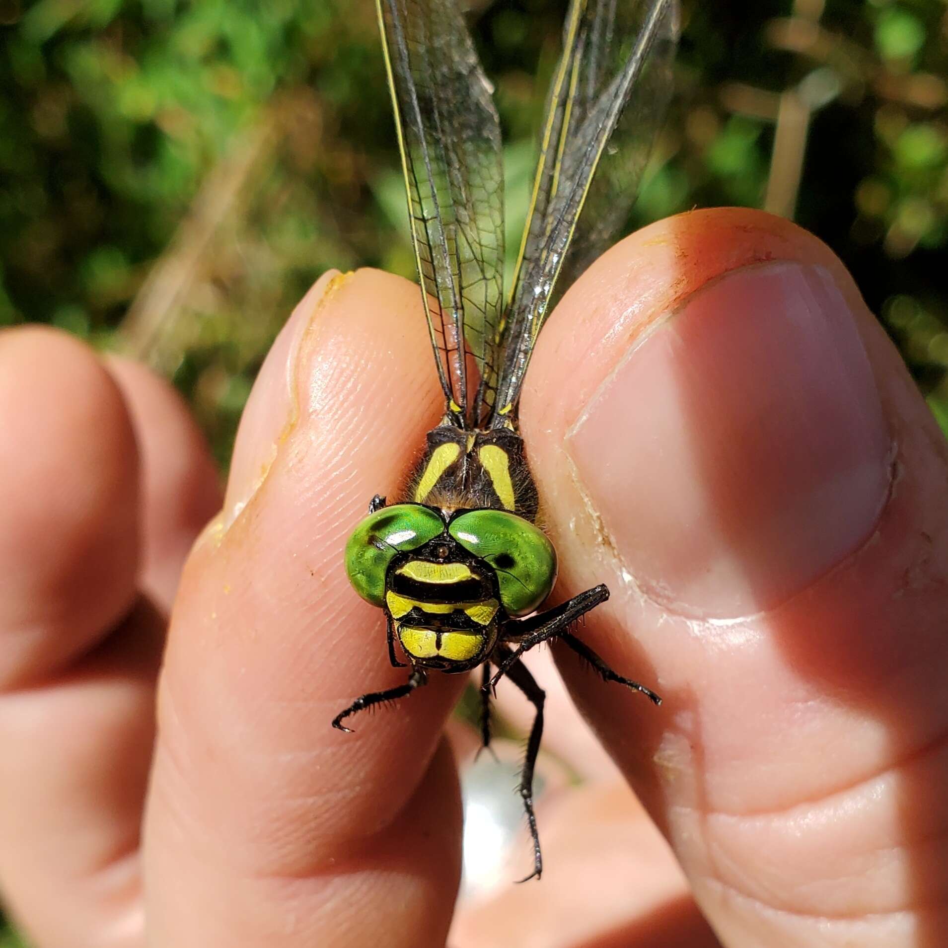 Image of Tiger Spiketail