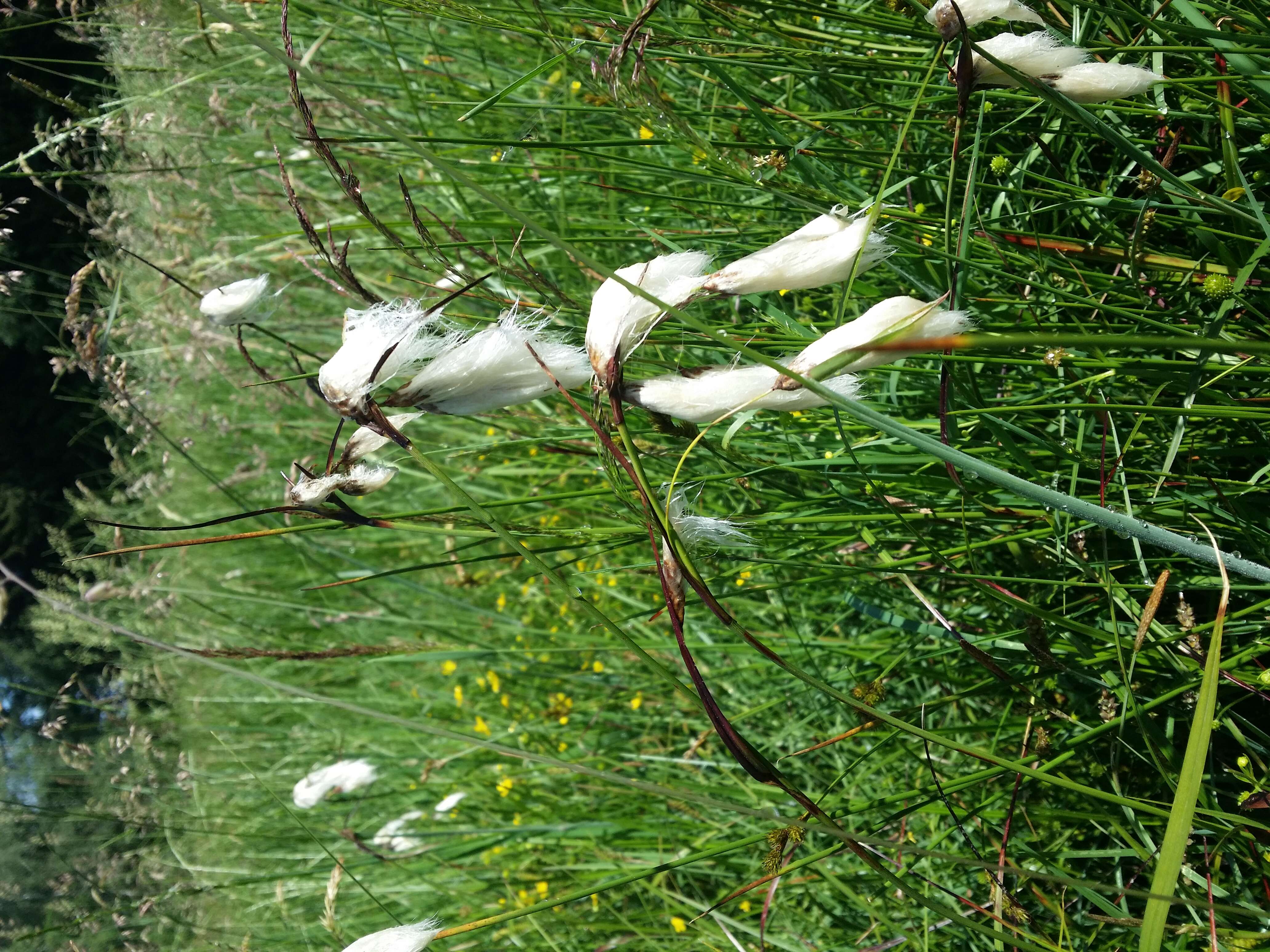 Image of common cottongrass