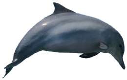 Image of Estuarine Dolphin