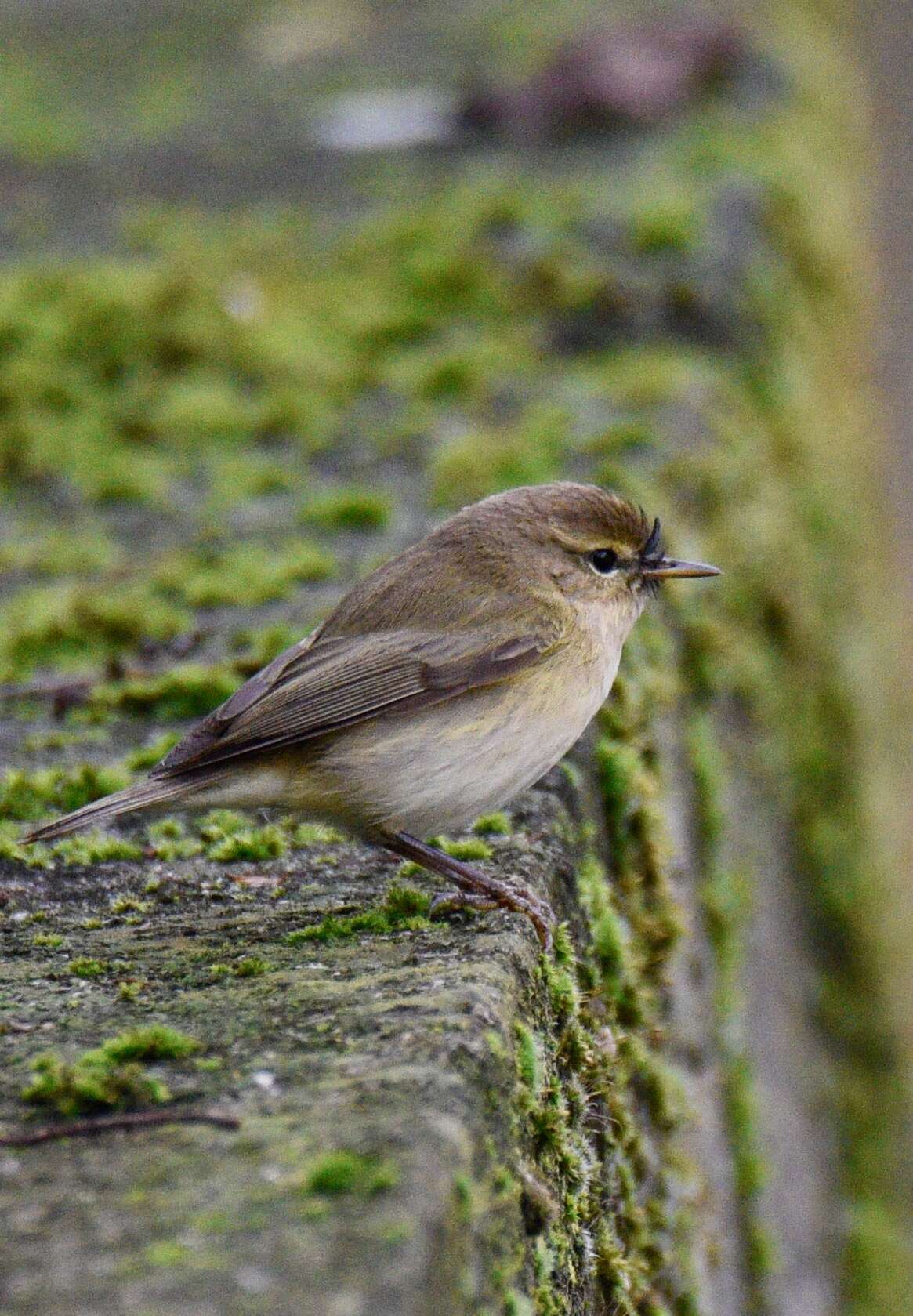 Image of Common Chiffchaff