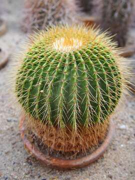 Image of Cactus