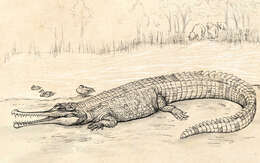 Image of Crocodilia