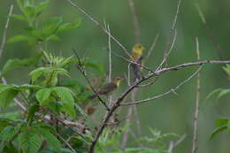 Geothlypis trichas (Linnaeus 1766) resmi