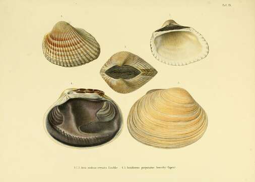 Imagem de Saxidomus purpurata (Sowerby II 1852)