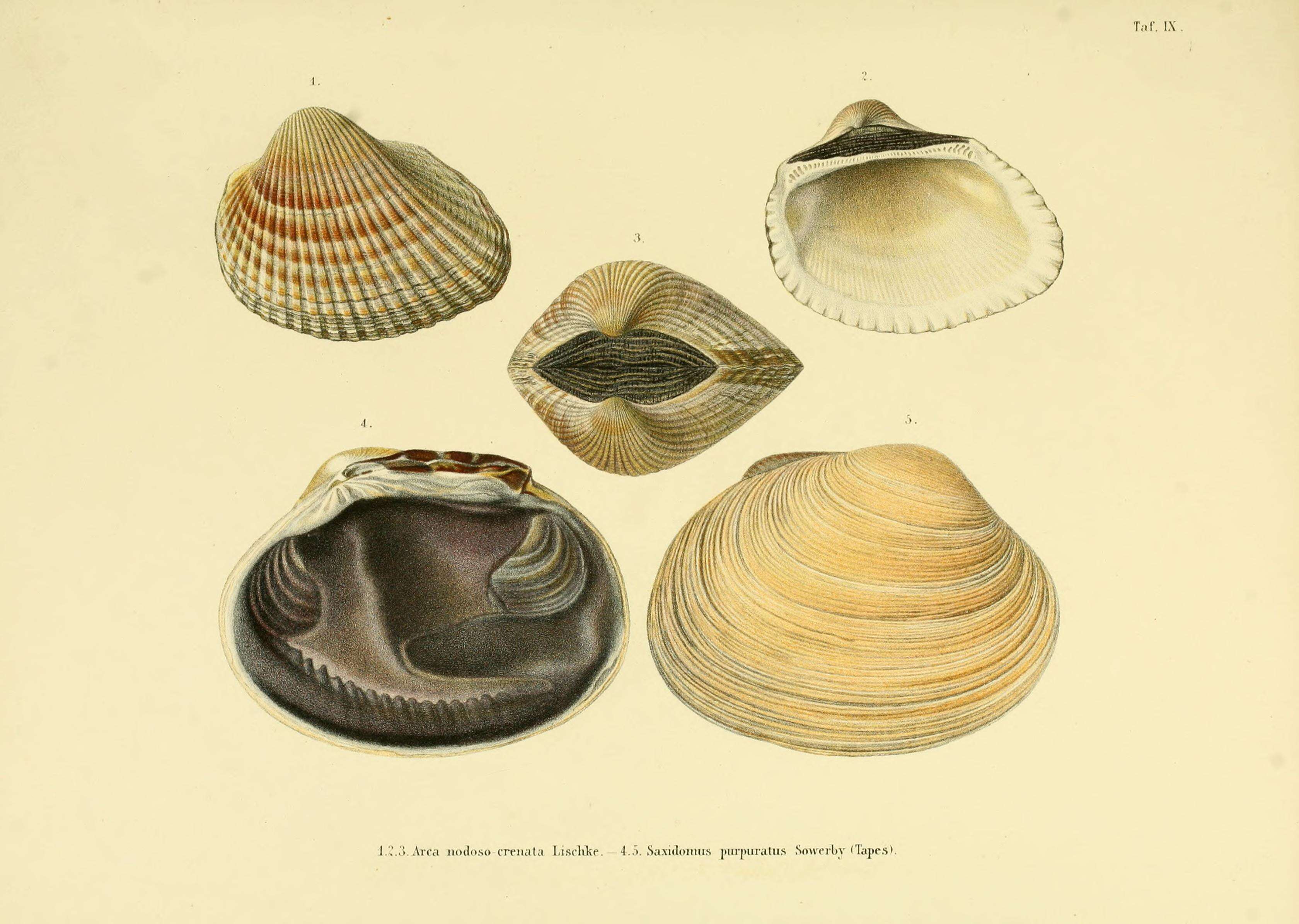 Image of Saxidomus purpurata (Sowerby II 1852)