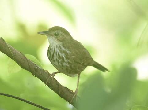 Image of Puff-throated Babbler