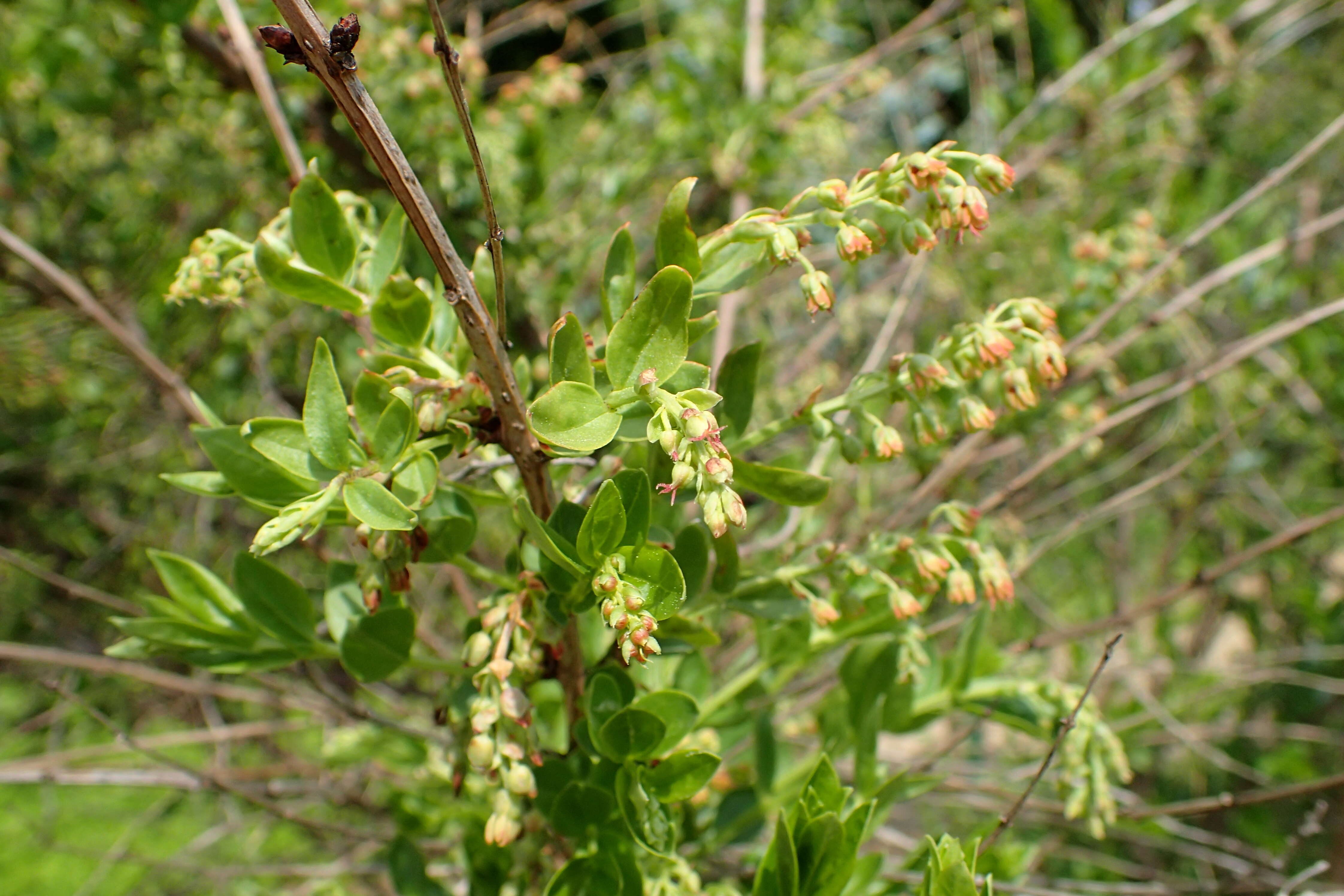 Sivun Myrttikoriaria kuva