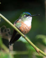 Image of Violet-tailed Sylph