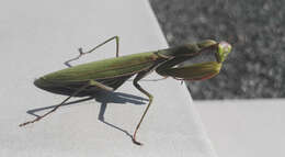 Image of Mantis