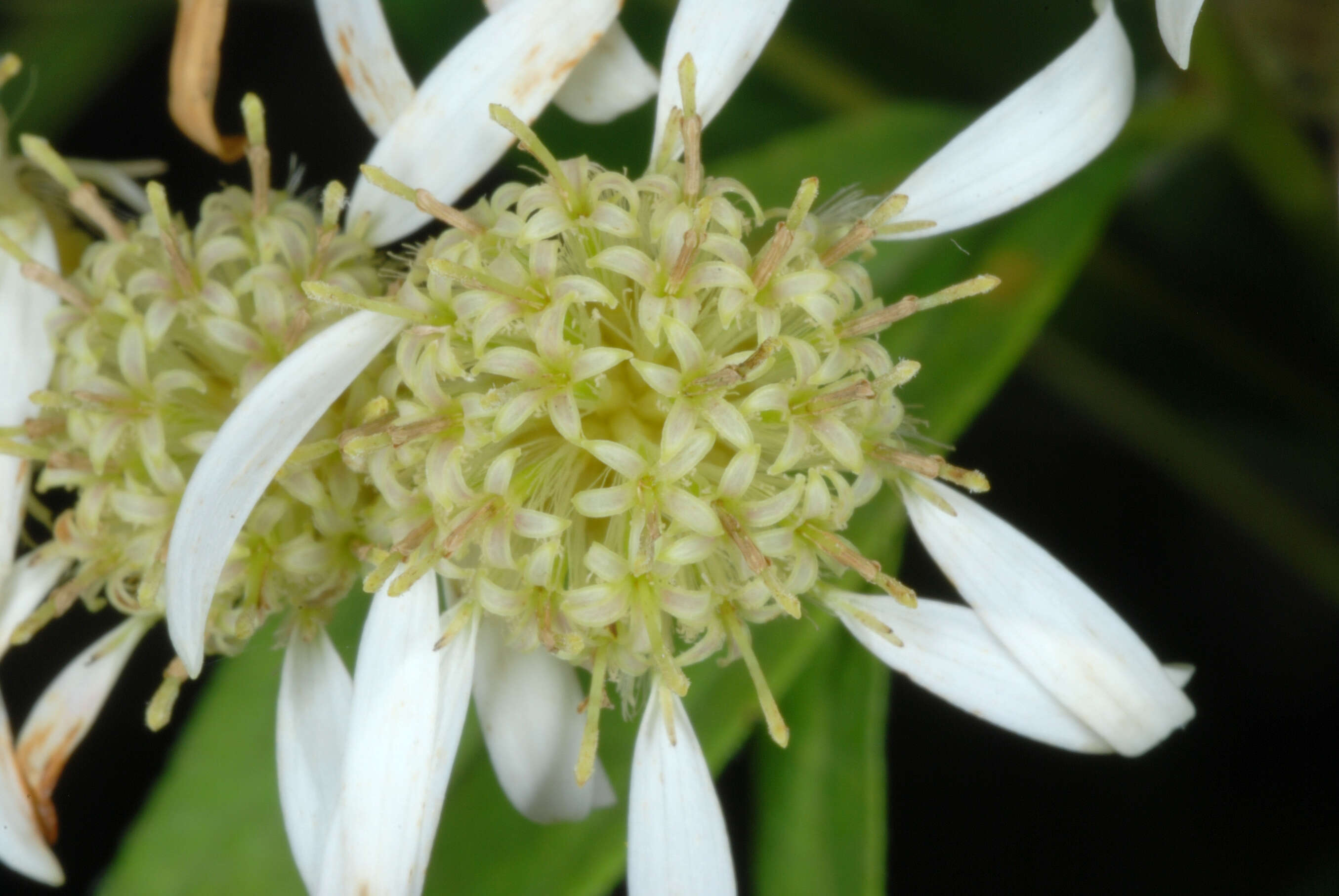 Imagem de Doellingeria umbellata (Mill.) Nees