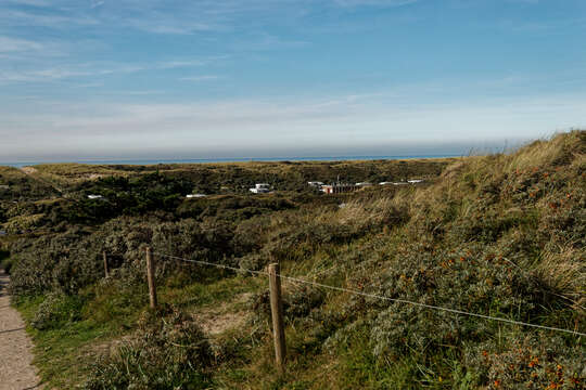 Image of Sea-buckthorn