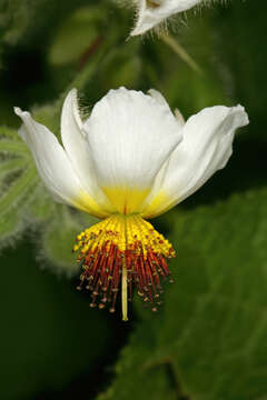 Image de Sparrmannia africana L. fil.