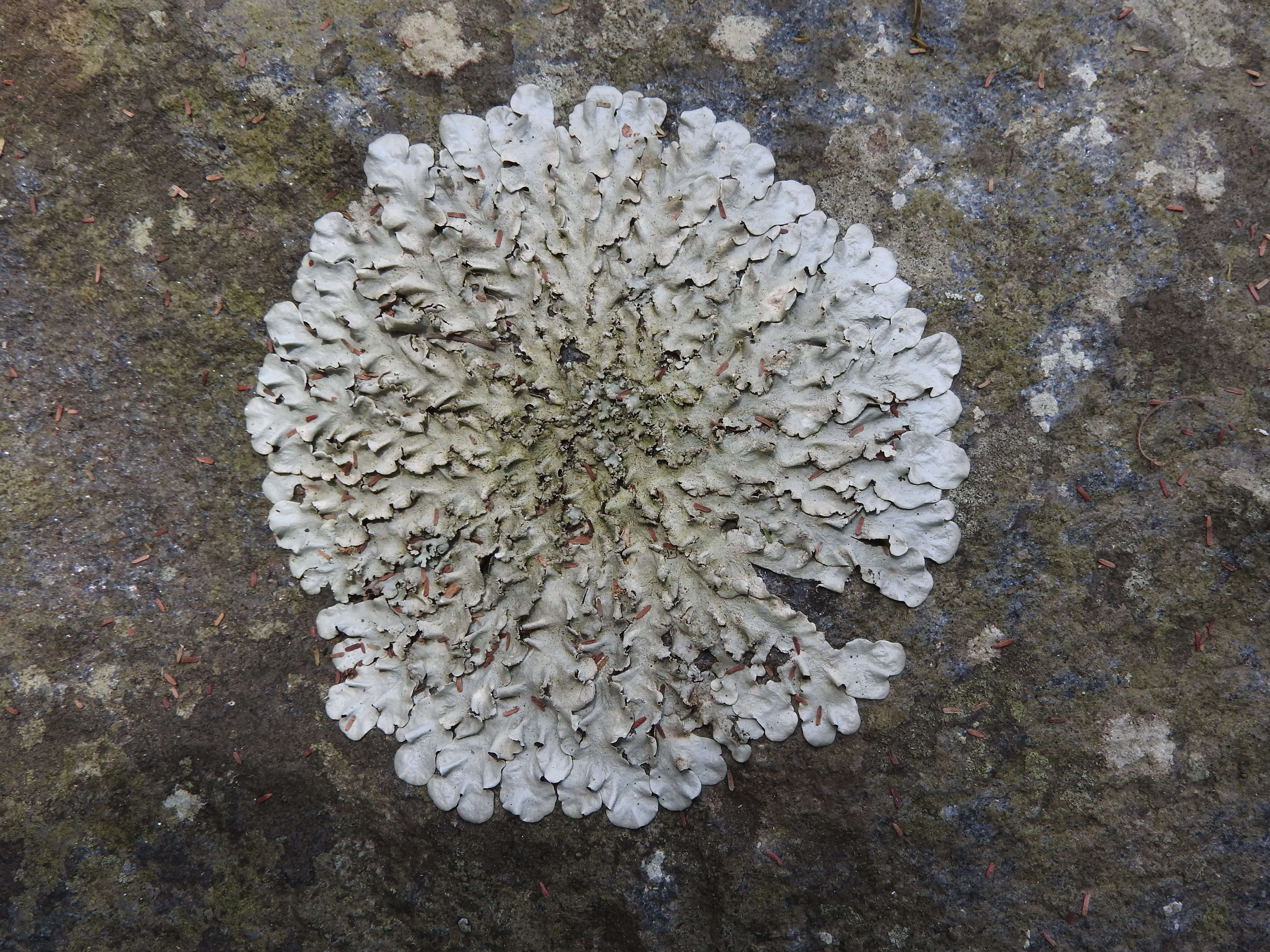 Image of parmotrema lichen