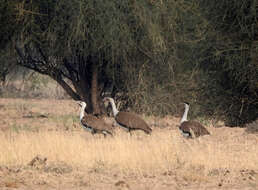 Image of Great Indian Bustard