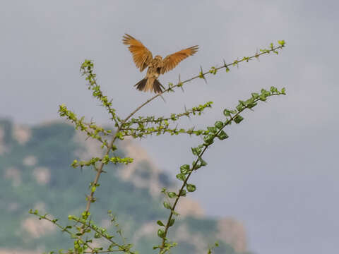 Image of Indian Bush Lark