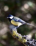 Image of Great Tit