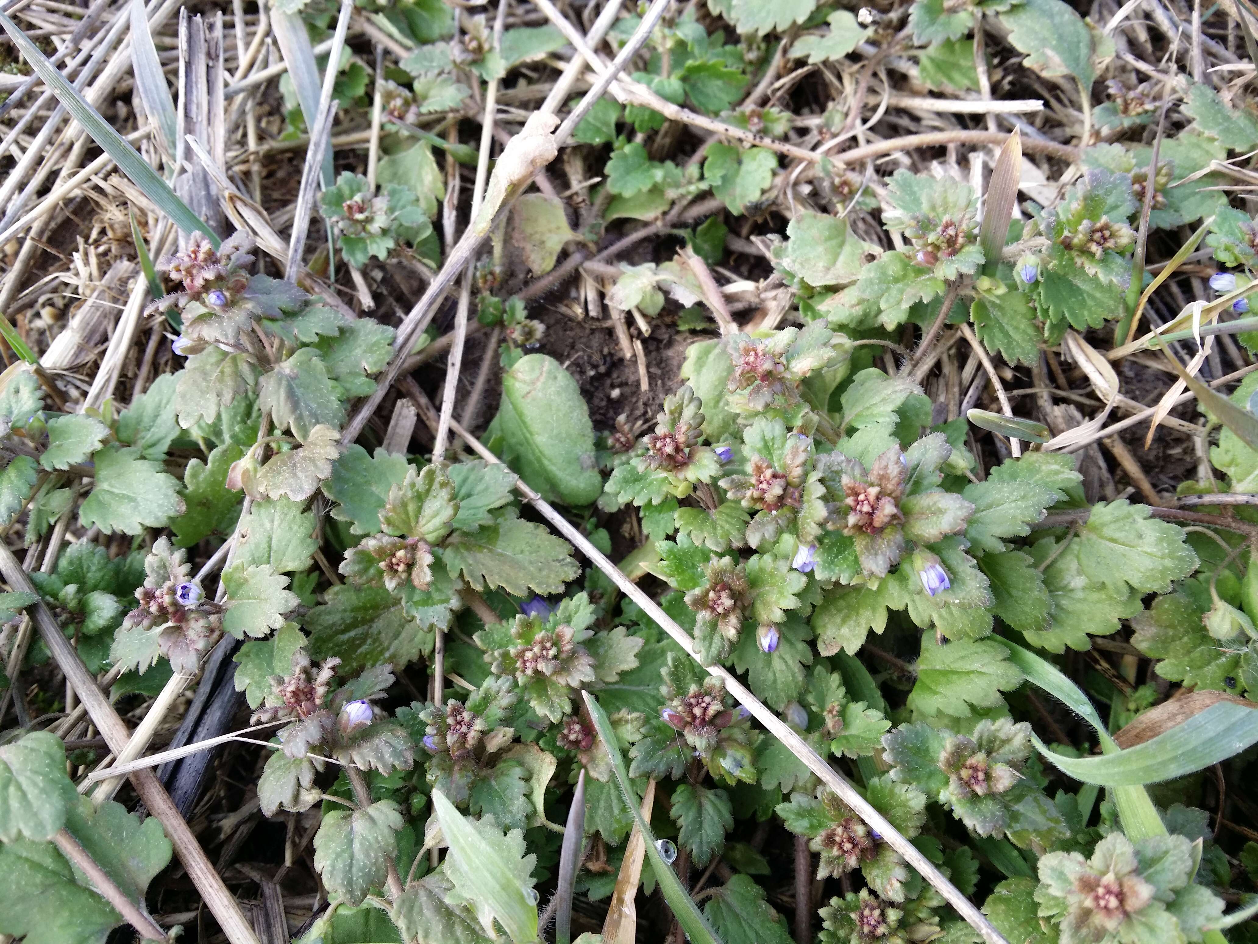 Image of Grey Field-speedwell