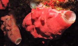 Image of ferruginous sponge