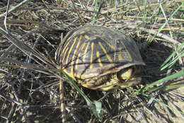 Plancia ëd Terrapene ornata ornata (Agassiz 1857)