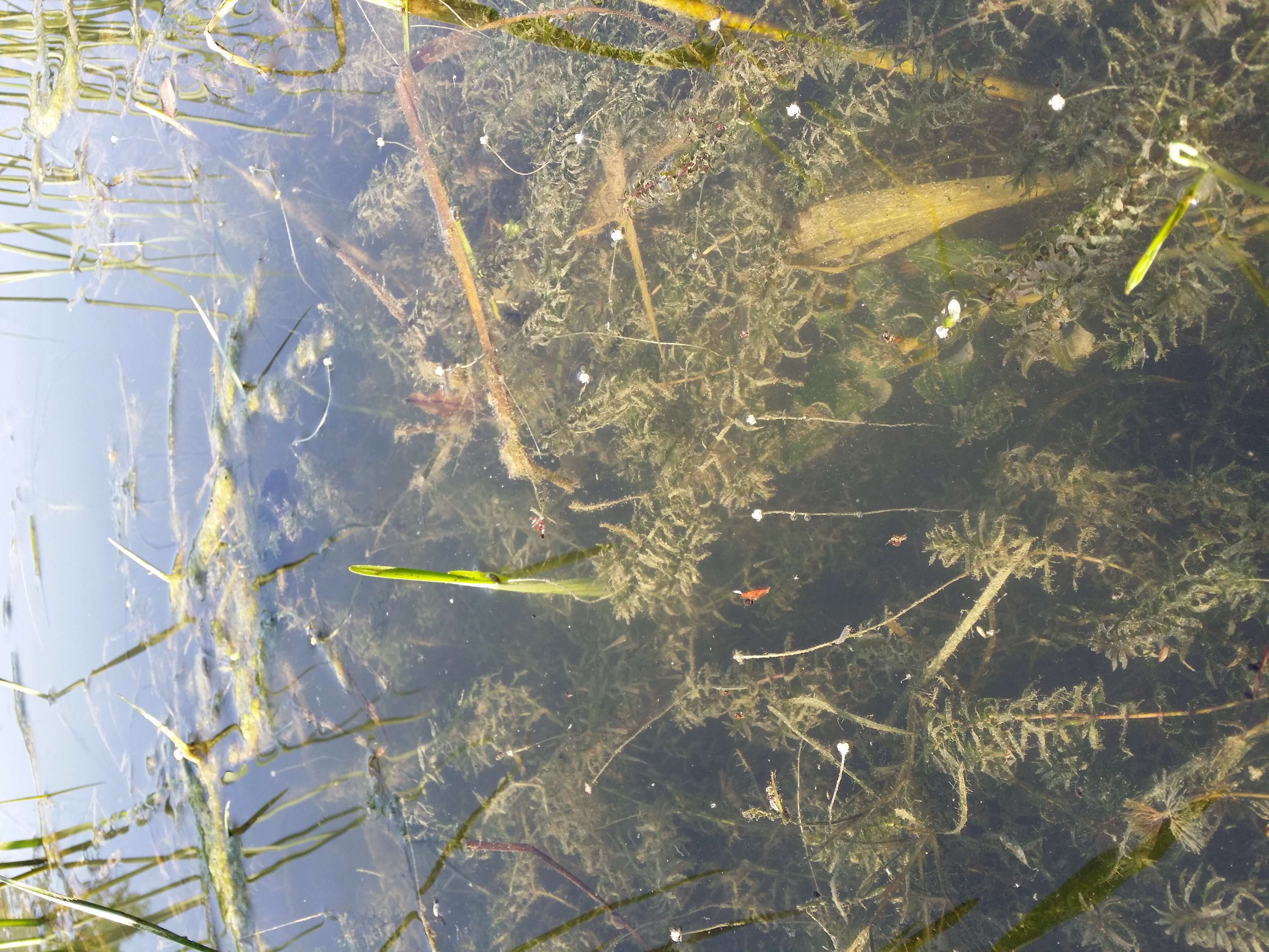 Image of western waterweed