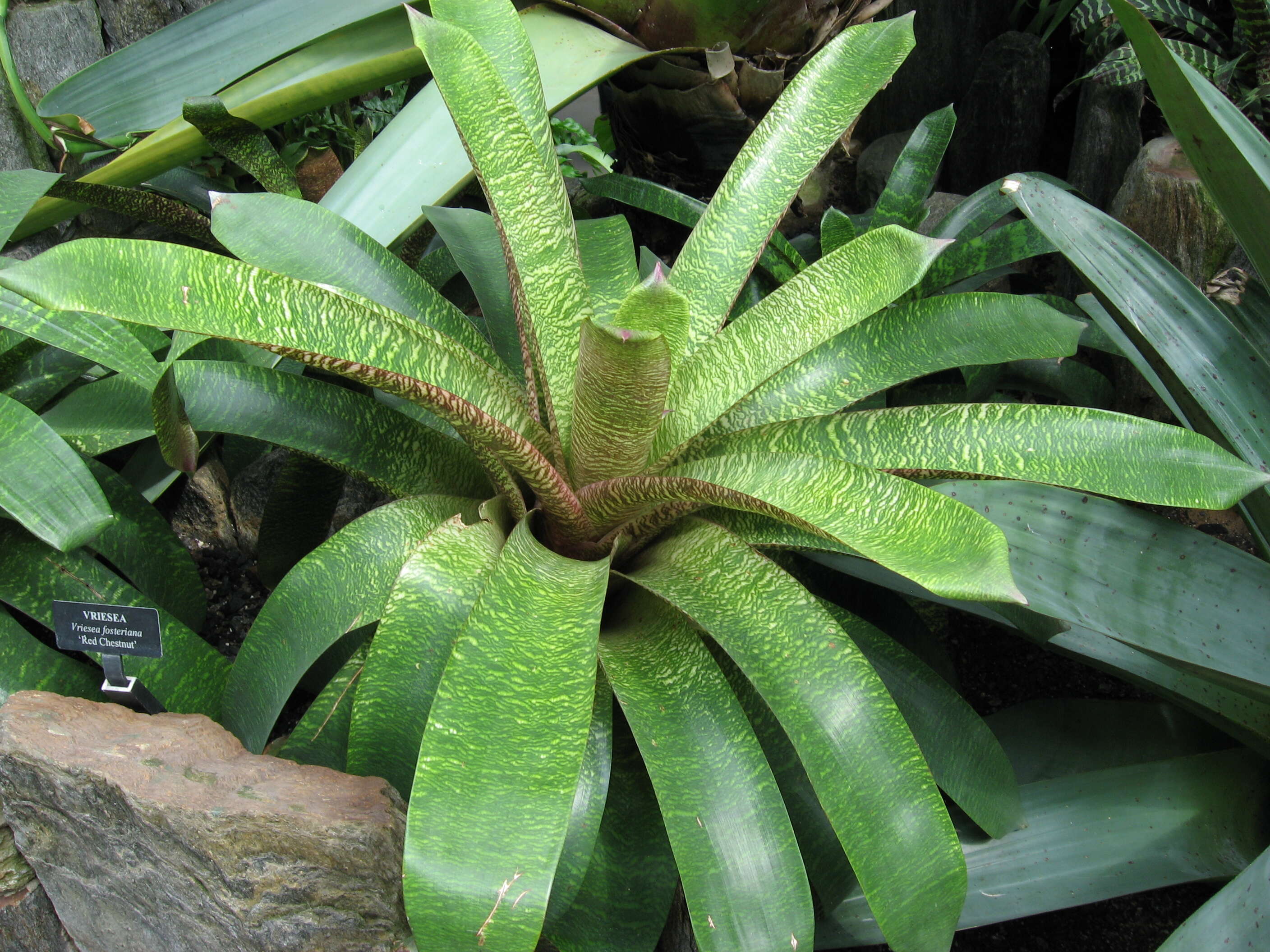 Image of Bromeliad