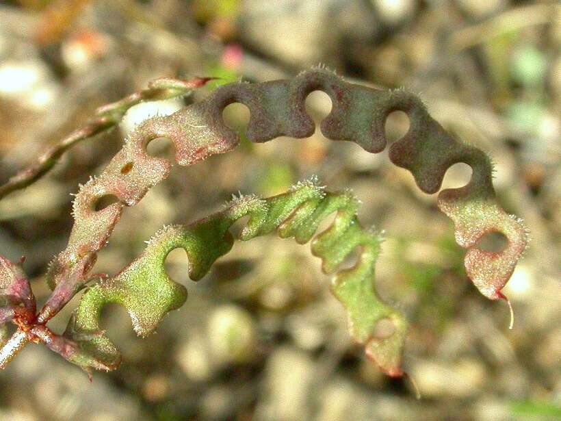 Image of Hippocrepis ciliata Willd.