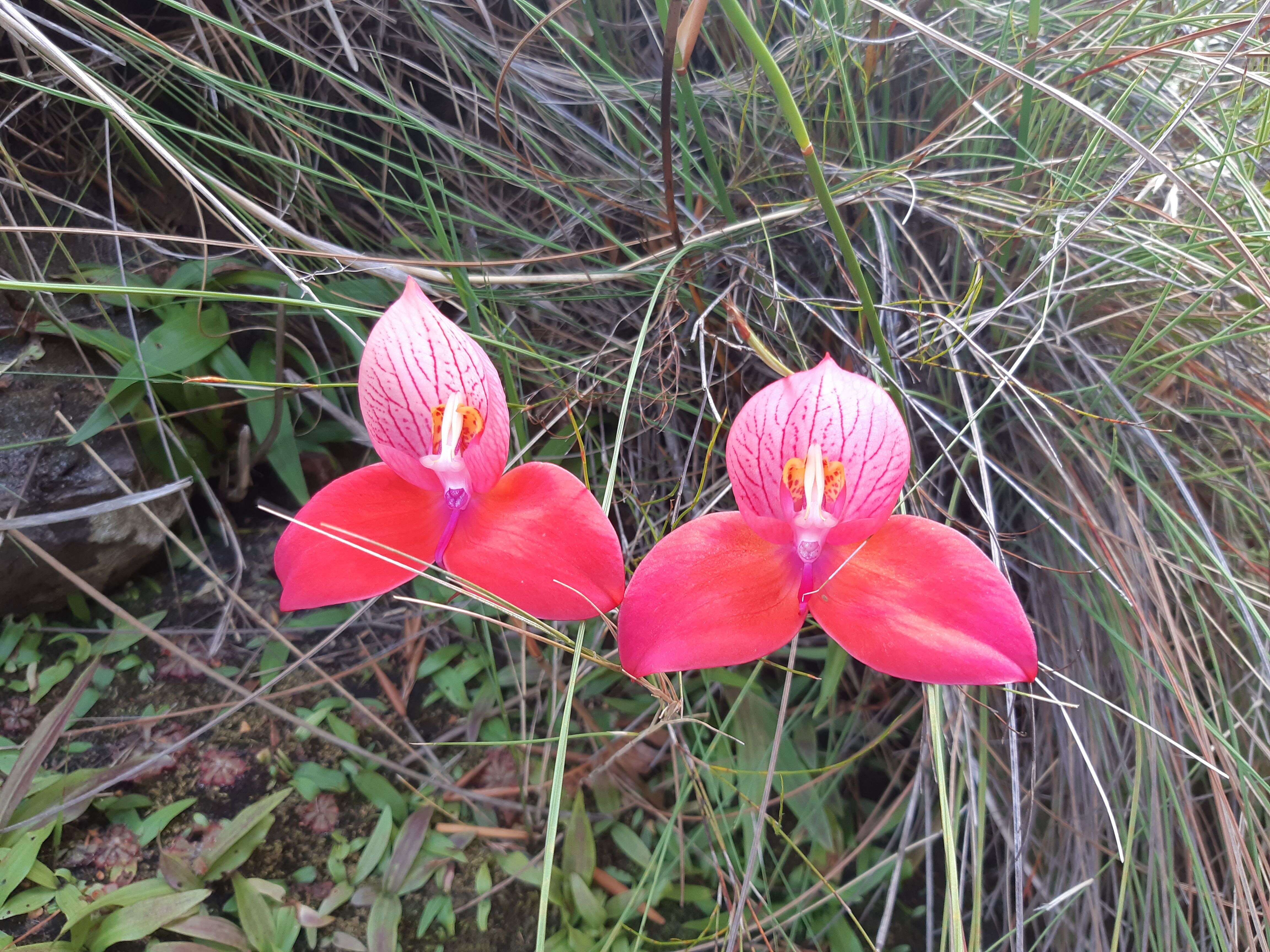 Image of Red Disa