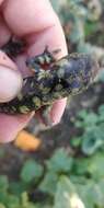 Image of Barred Tiger Salamander