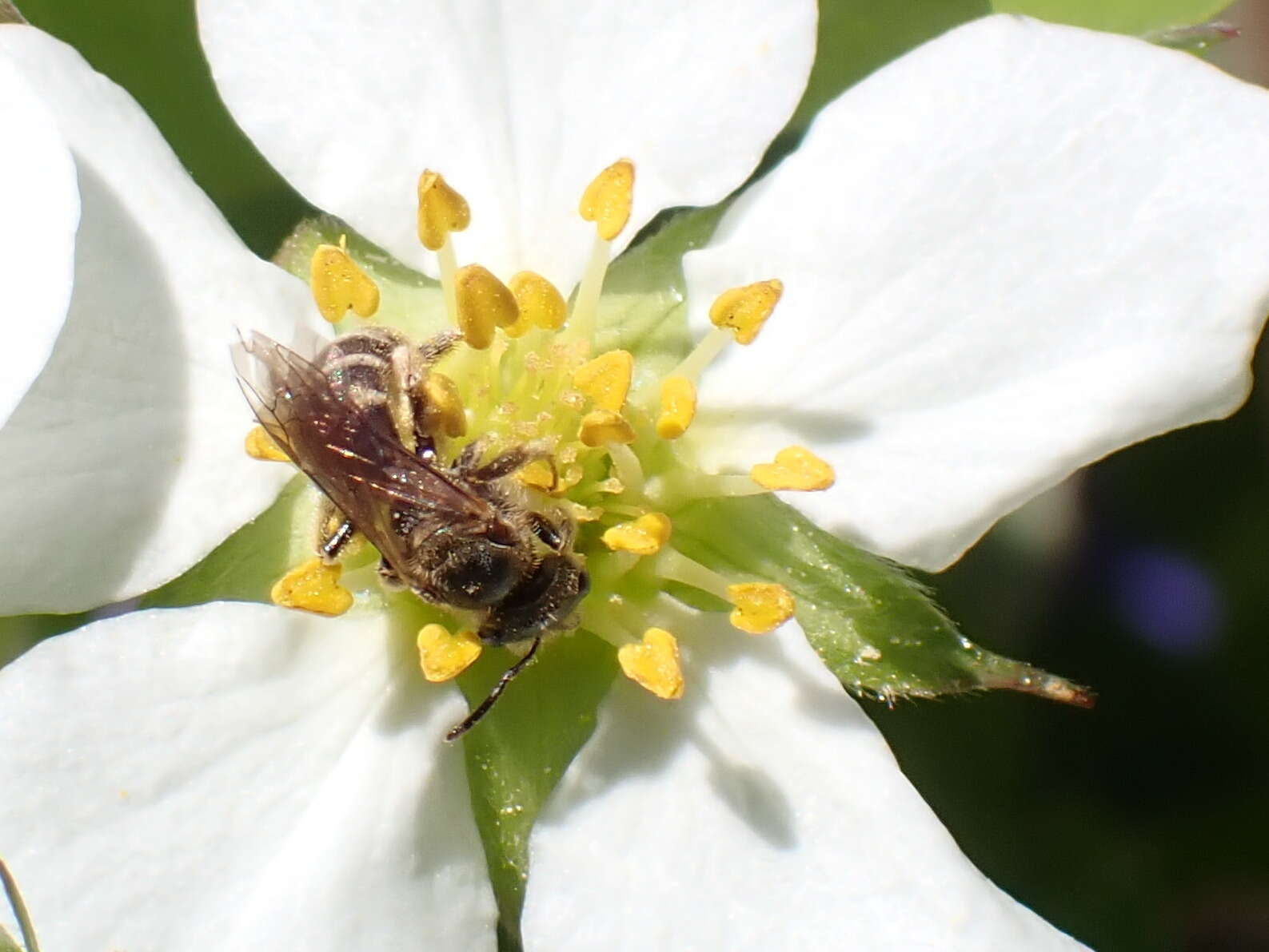 Image of Halictus confusus Smith 1853