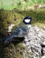 Image of Great Tit