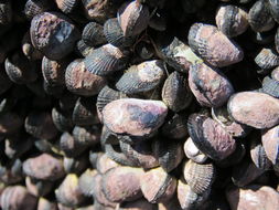 Image of Perumytilus purpuratus (Lamarck 1819)