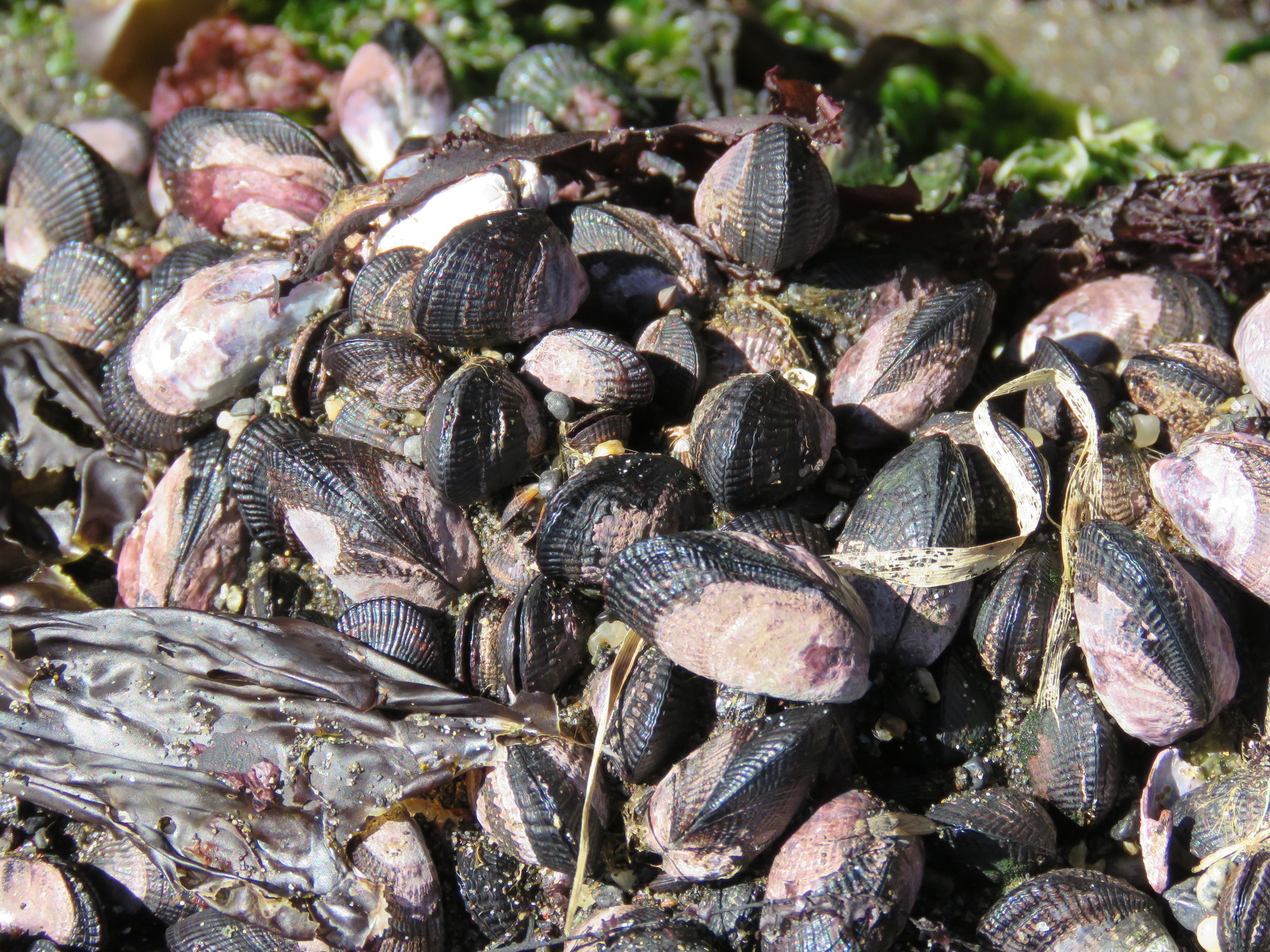 Image of Perumytilus purpuratus (Lamarck 1819)