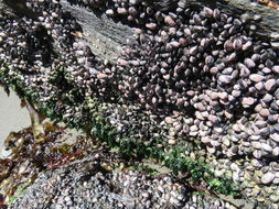 Image of Perumytilus purpuratus (Lamarck 1819)
