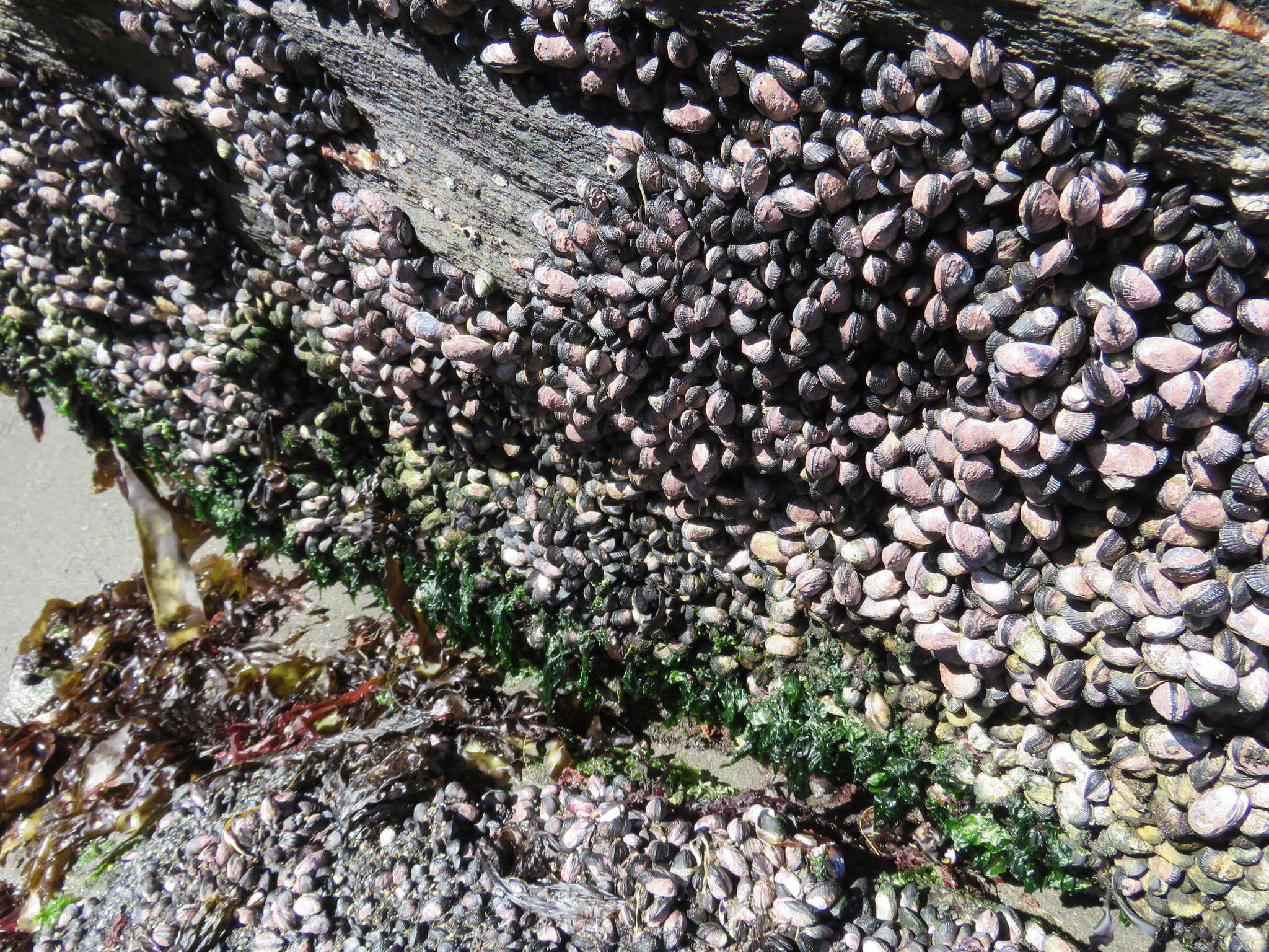 Image of Perumytilus purpuratus (Lamarck 1819)