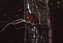Image of Coppery Brushtail Possum