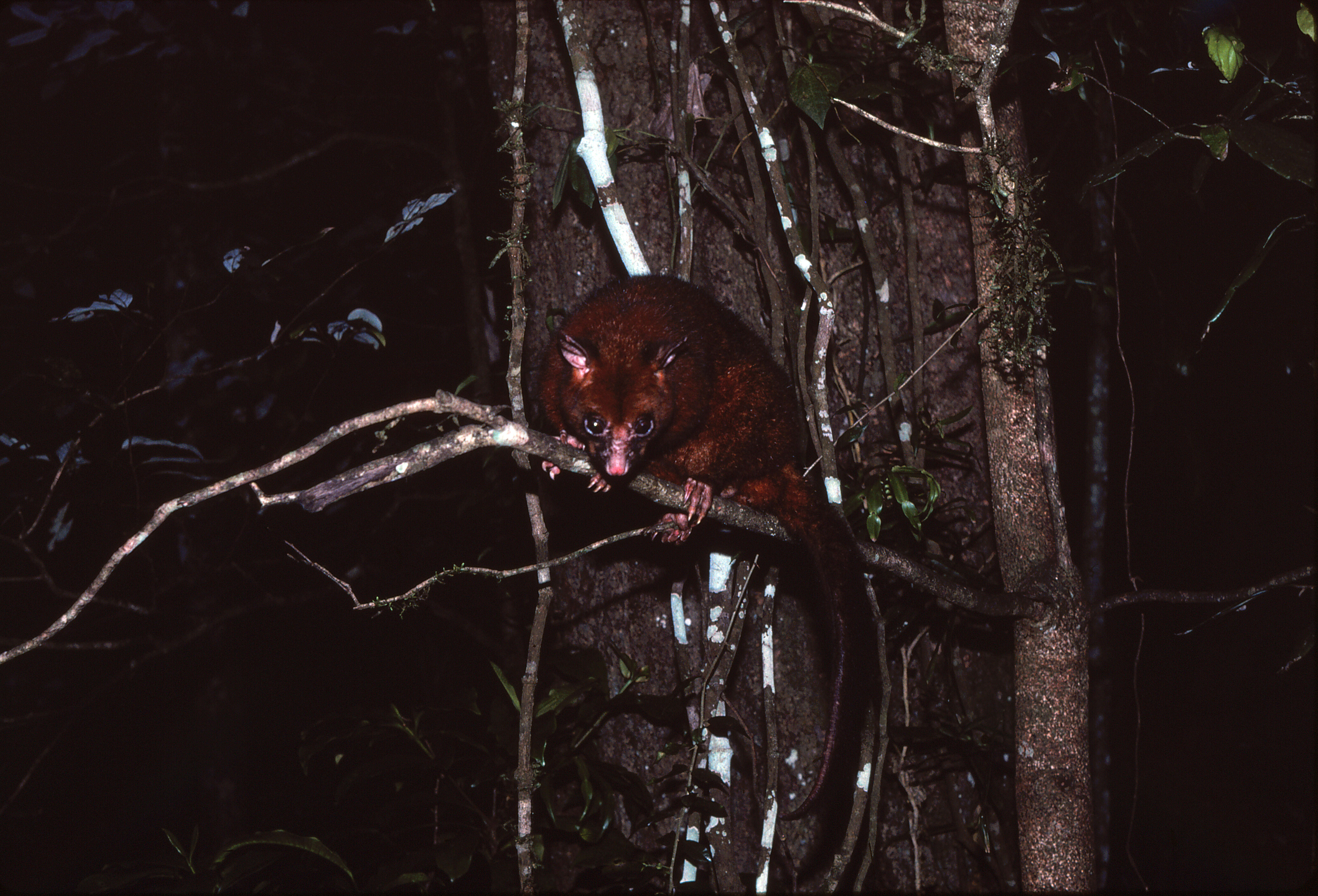 Image of Coppery Brushtail Possum