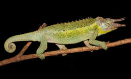 Image of Chamaeleo jacksonii