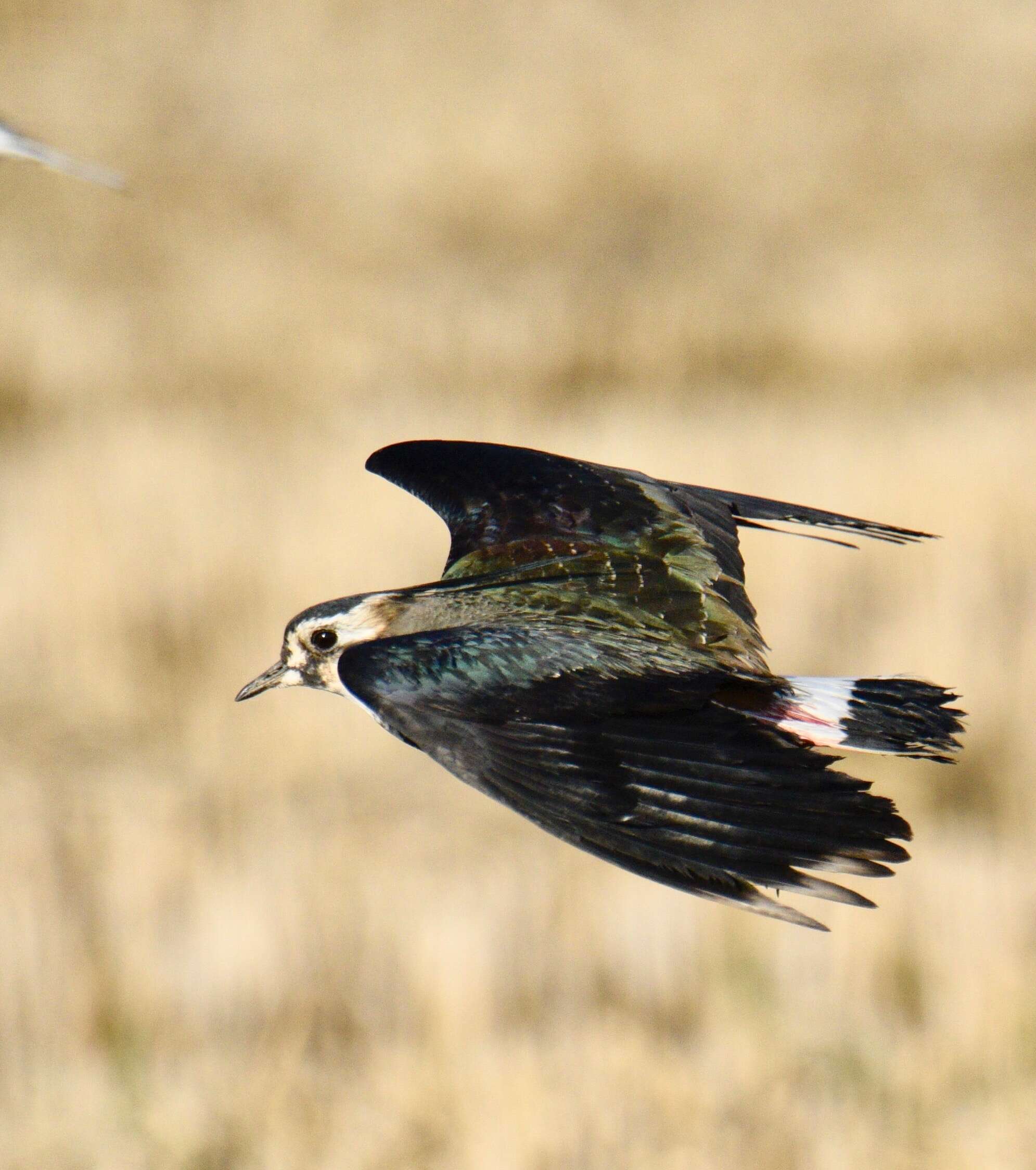 Image of Lapwing