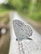 Image of holly blue