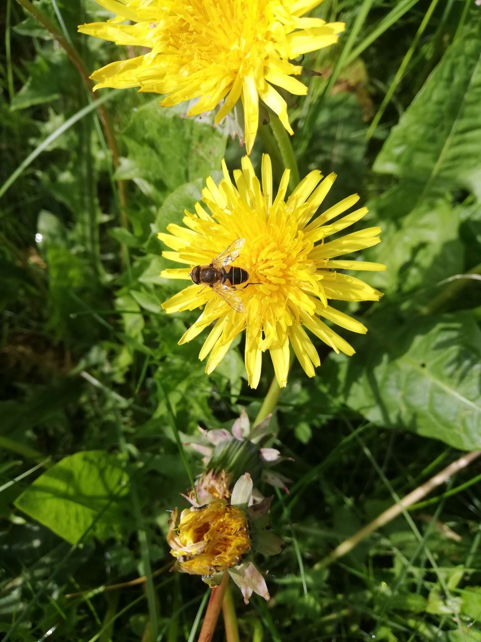 Слика од <i>Eristalis nemorum</i>