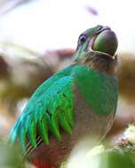 Image of Magnificent Quetzal