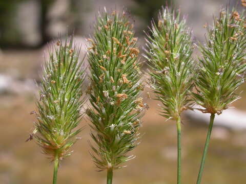 Image of alpine timothy