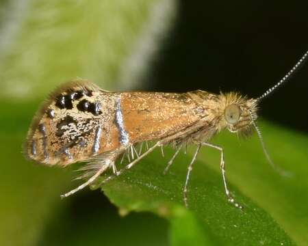 Image of Ridings' Fairy Moth