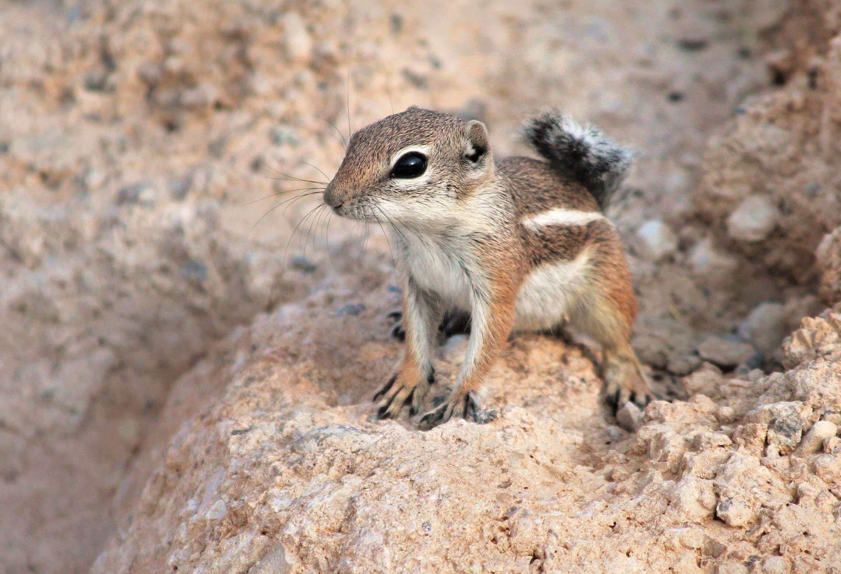 Image of white-tailed antelope squirrel