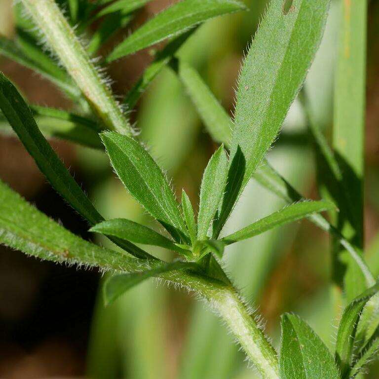 Image of hairy white oldfield aster