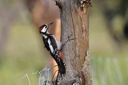 Image of Great Spotted Woodpecker